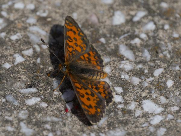 <h3>Melitaea&nbsp;trivia / Lesser&nbsp;spotted&nbsp;fritillary / </h3>OM-1 Mark II met OLYMPUS M.150-400mm F4.5, 1/2500 sec  bij F5.0, ISO 200, afstand 2.10&nbsp;m